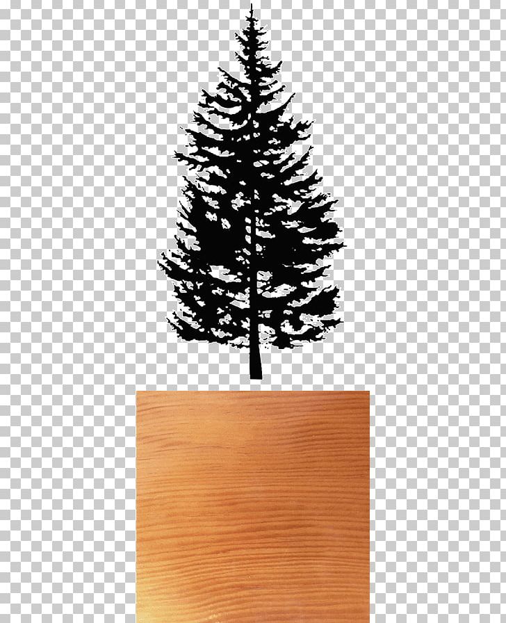 Spruce Fir Pine Drawing PNG, Clipart, Christmas Decoration, Christmas Ornament, Christmas Tree, Conifer, Douglas Fir Free PNG Download