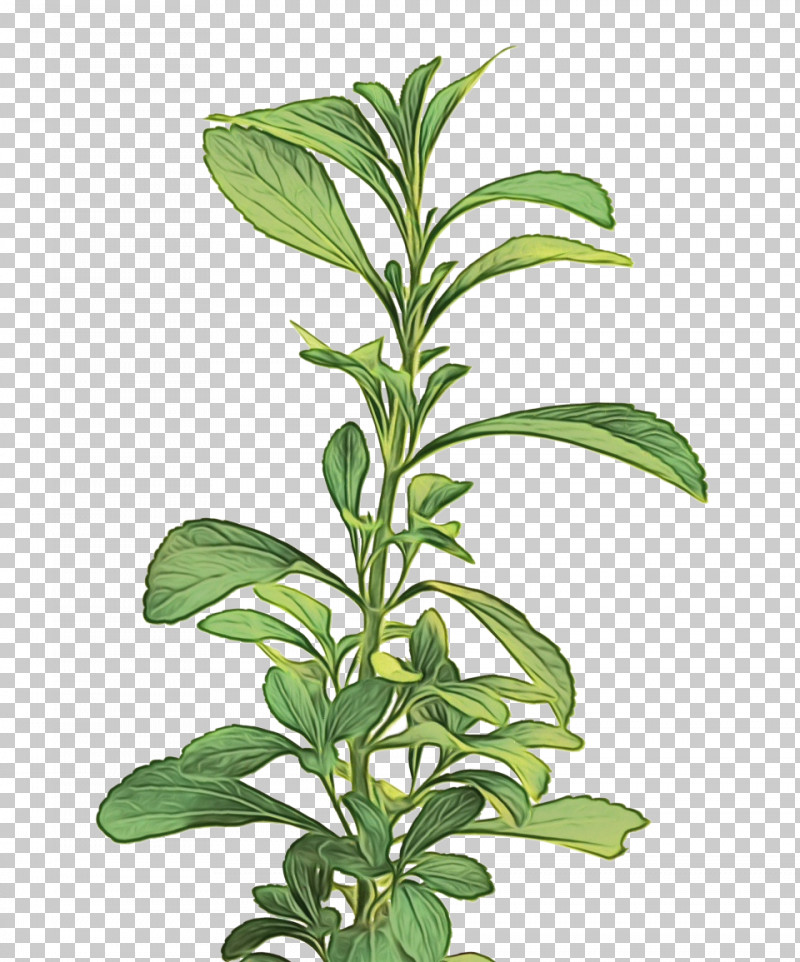Leaf Herbal Medicine Plant Stem Herb Tree PNG, Clipart, Biology, Herb, Herbal Medicine, Leaf, Paint Free PNG Download