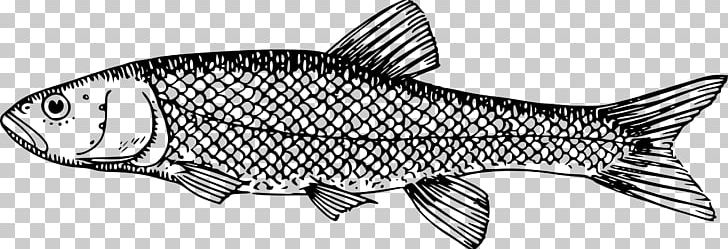 Milkfish Fish Scale PNG, Clipart, Animal Figure, Animals, Black And White, Carp, Drawing Free PNG Download