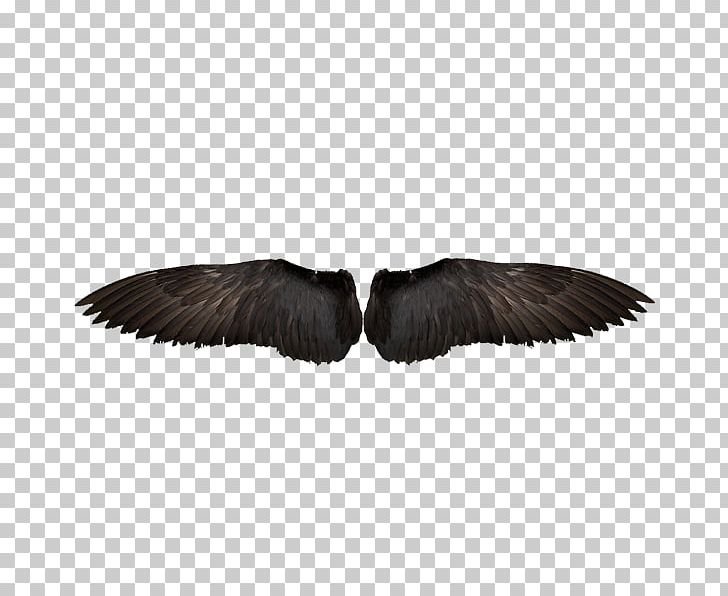 Bird Wing Feather Computer File PNG, Clipart, Aile, Angel Wings, Background Black, Beak, Bird Free PNG Download