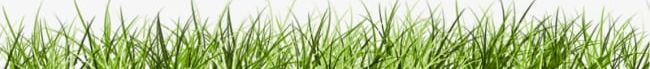 Grass PNG, Clipart, Grass, Grass Clipart, Underbrush, Weed Free PNG Download