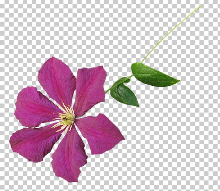 Leather Flower Violet Mallows Family PNG, Clipart, Clematis, Family, Flower, Flowering Plant, Herbaceous Plant Free PNG Download