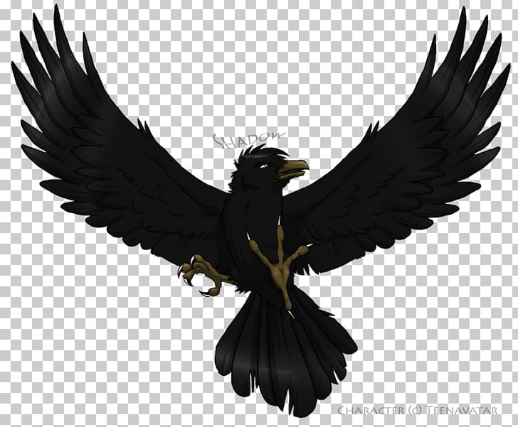 Bird Common Raven Flight Wing Photography PNG, Clipart, Animals, Beak, Bird, Bird Of Prey, Common Raven Free PNG Download