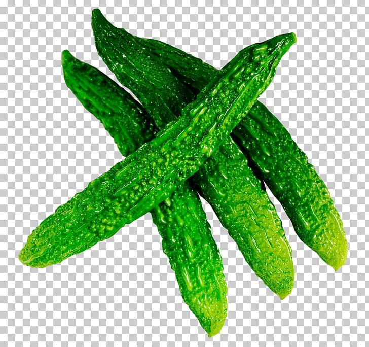 Cucumber Bitter Melon Vegetable Fruit PNG, Clipart, Balsam Pear, Bitter Gourd, Bitter Melon, Bitterness, Bitter Squash Free PNG Download