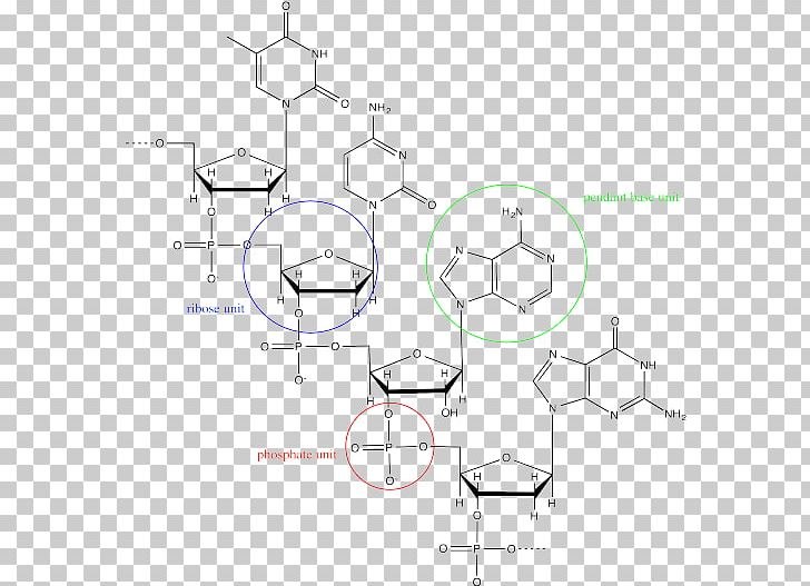 Nucleic Acid DNA Adenosine Triphosphate RNA Macromolecule PNG, Clipart, Adenine, Adenosine Diphosphate, Adenosine Triphosphate, Angle, Area Free PNG Download