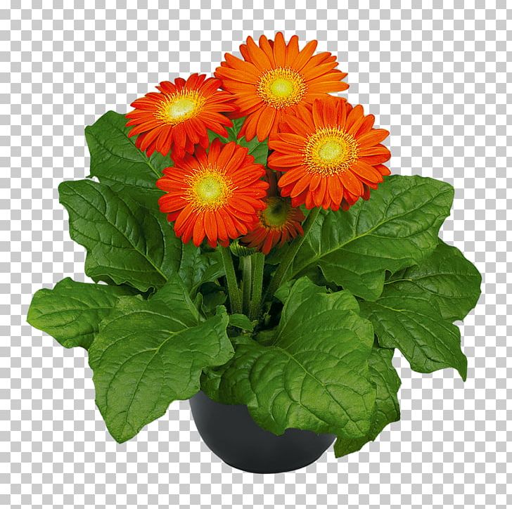 Transvaal Daisy Chrysanthemum Cut Flowers Product PNG, Clipart, Annual Plant, Black, Chrysanthemum, Chrysanths, Color Free PNG Download