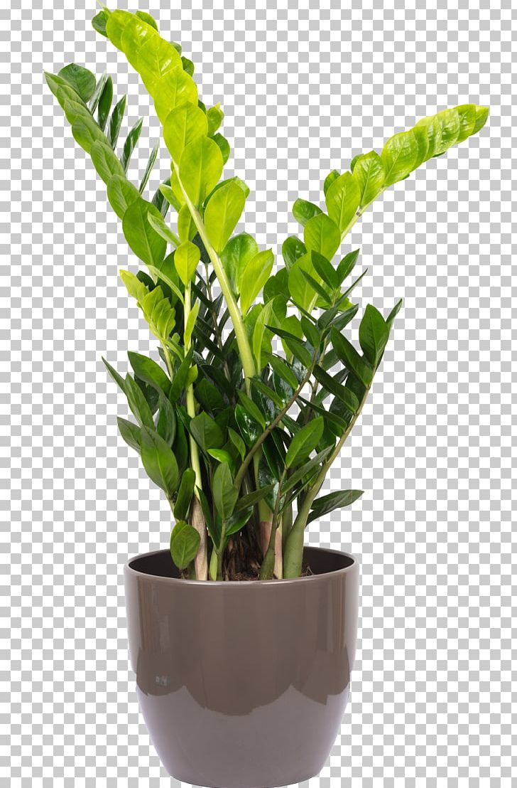 Zamioculcas Zamiifolia Houseplant Flowerpot Vascular Plant Areca Palm PNG, Clipart, Areca Palm, Balcony, Embryophyta, Flower Box, Flowerbox Free PNG Download
