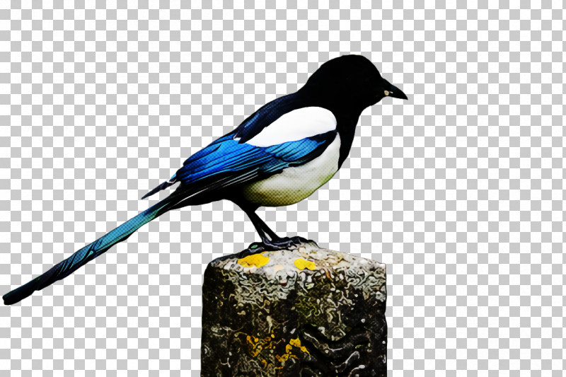 Bird Black Billed Magpie Eurasian Magpie Beak Magpie PNG, Clipart, Beak, Bird, Black Billed Magpie, Crowlike Bird, Eurasian Magpie Free PNG Download