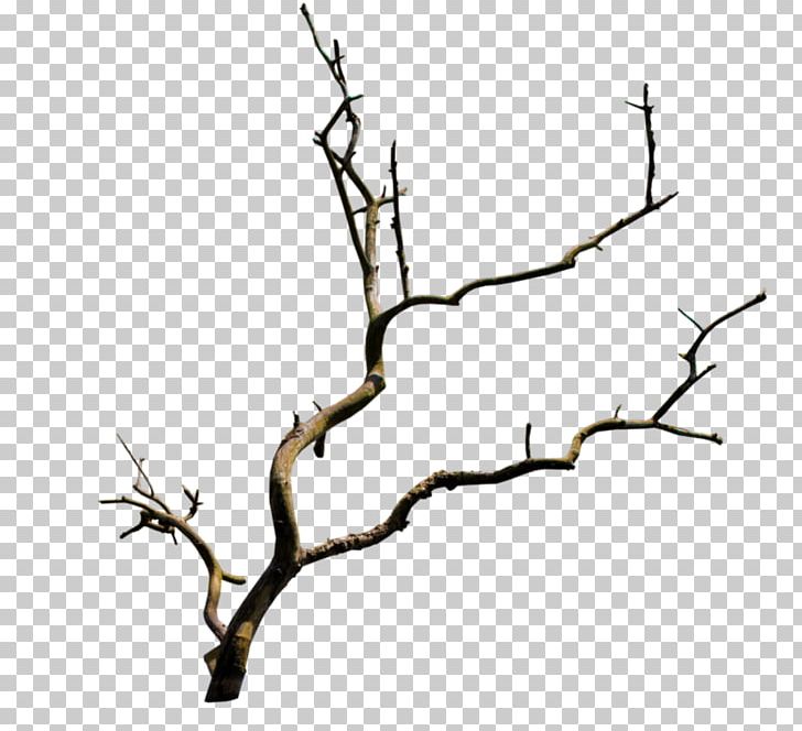 Branch Tree PNG, Clipart, Black And White, Branch, Drawing, Flower, Flowering Plant Free PNG Download