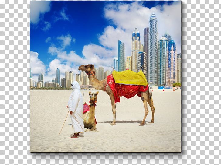 Dubai Abu Dhabi Package Tour Hotel Beach PNG, Clipart, Abu Dhabi, Accommodation, Arabian Camel, Beach, Camel Free PNG Download