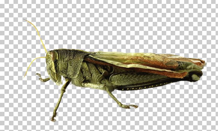 Grasshopper Locust PNG, Clipart, Arthropod, Bush Crickets, Caelifera, Cricket, Cricket Like Insect Free PNG Download