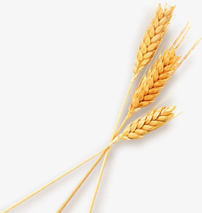 Three Wheat PNG, Clipart, Agriculture, Backgrounds, Barley, Bread, Cereal Plant Free PNG Download