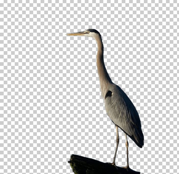 Great Blue Heron Egret PNG, Clipart, Beak, Bird, Blue, Ciconiiformes, Crane Free PNG Download