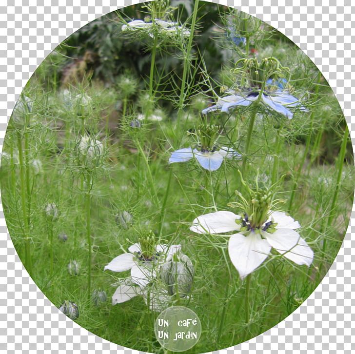 Meadow Wildflower Lawn PNG, Clipart, Allium Fistulosum, Flora, Flower, Grass, Lawn Free PNG Download