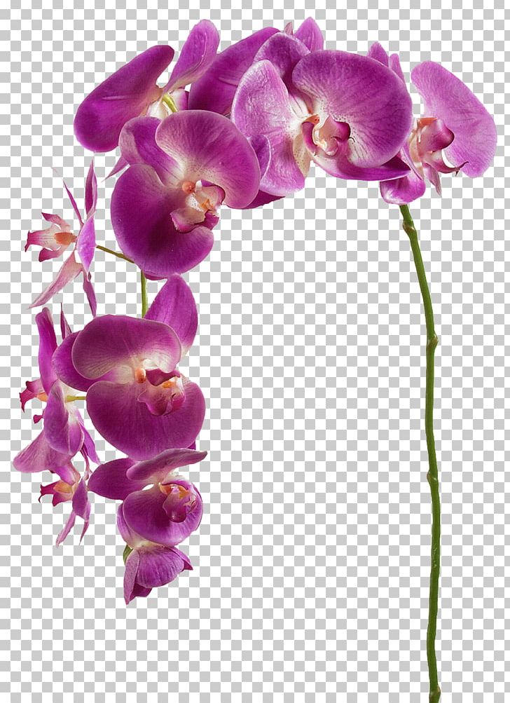 Orchids Flower Plant PNG, Clipart, Crochet, Cut Flowers, Dendrobium, Dia, Flora Free PNG Download