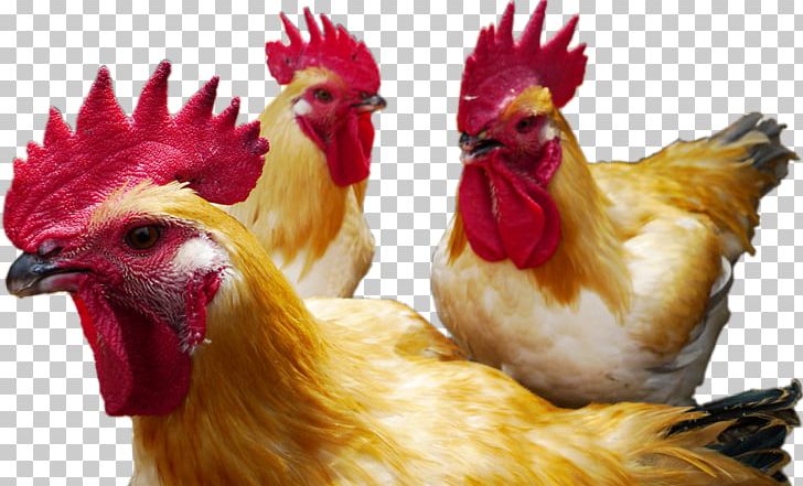 Rooster Chicken As Food Beak PNG, Clipart, Beak, Bird, Chicken, Chicken As Food, Galliformes Free PNG Download