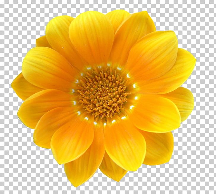 Stock Photography Yellow Flower Common Daisy White PNG, Clipart, Calendula, Chrysanths, Cicekler, Color, Common Daisy Free PNG Download