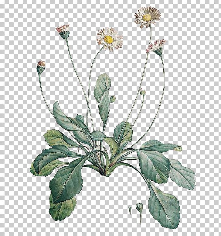 Botanical Illustration Common Daisy Botany Drawing PNG, Clipart, Annual Plant, Art, Botanical Illustration, Botany, Common Daisy Free PNG Download
