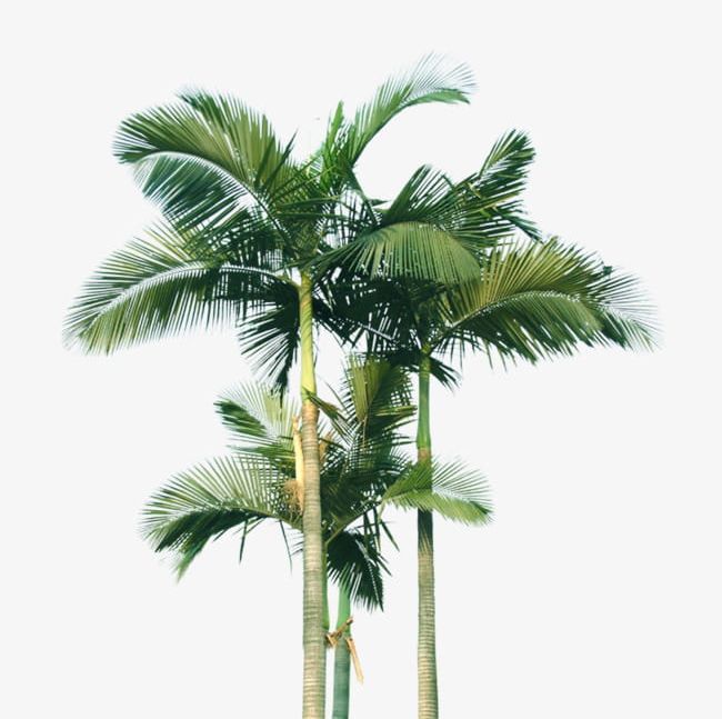 Coconut Tree PNG, Clipart, Coconut, Coconut Clipart, Coconut Tree, Large, Large Coconut Tree Free PNG Download