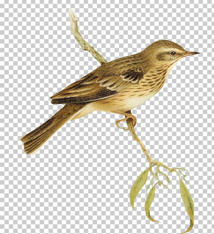 House Sparrow Bird Finch PNG, Clipart, Animals, Beak, Birds, Branches, Chine Free PNG Download
