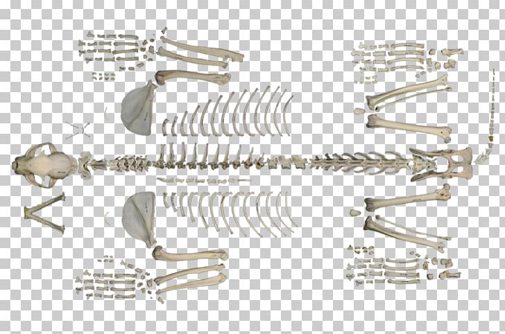 Iberian Lynx Axial Skeleton Postcrania Human Skeleton PNG, Clipart, Angle, Appendicular Skeleton, Atlas, Auto Part, Axial Skeleton Free PNG Download