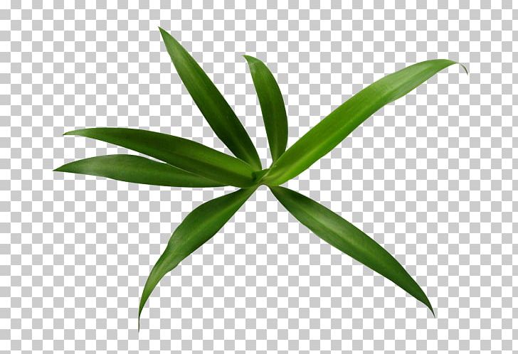 Leaf PNG, Clipart, Background Green, Bamboo, Bamboo Leaves, Blog, Bulletin Board System Free PNG Download