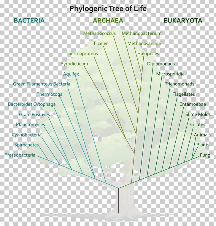 Line Tree Angle Diagram PNG, Clipart, Angle, Art, Diagram, Grass, Line Free PNG Download