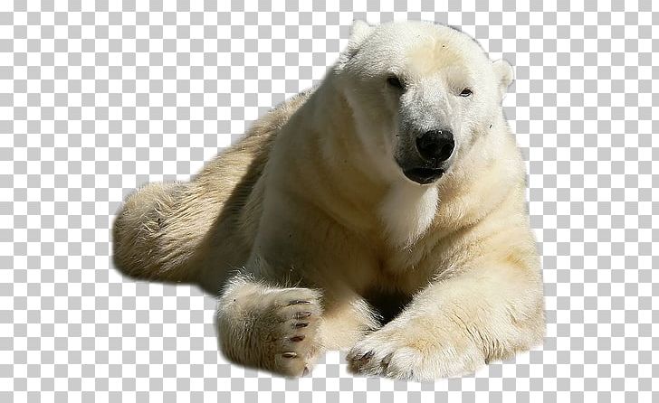 Polar Bear Brown Bear Felidae Red Deer Horse PNG, Clipart, Animal, Animals, Animaux, Baer, Basabizitza Free PNG Download