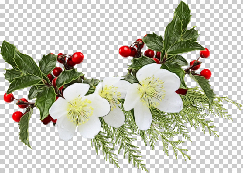 Holly PNG, Clipart, Branch, Flower, Fruit, Hawthorn, Holly Free PNG Download