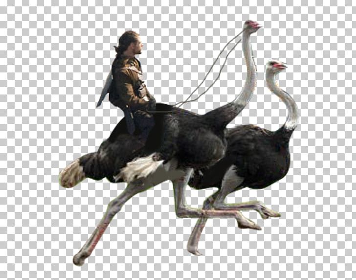 Common Ostrich Flightless Bird Ratite Racing PNG, Clipart, Animals, Arama, Bird, Cari, Common Ostrich Free PNG Download