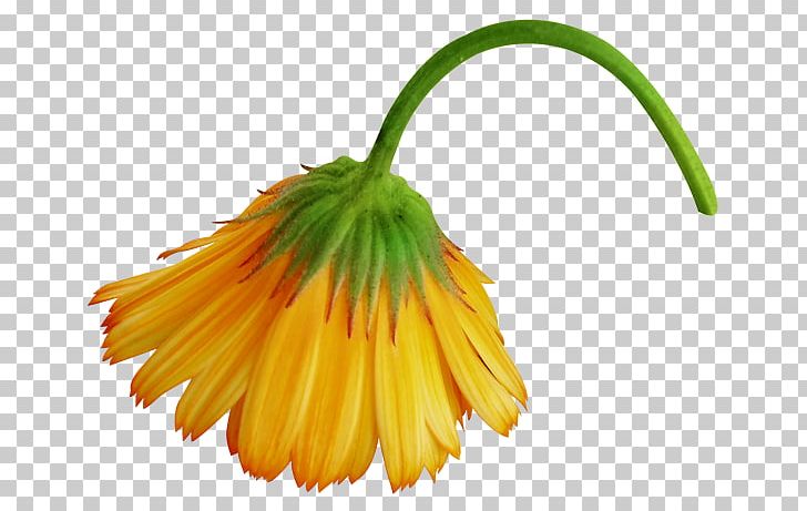 Flower Yellow Petal Orange Garden Roses PNG, Clipart, Animation, Blog, Calendula, Cicekler, Cicek Resimleri Free PNG Download