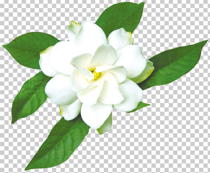 Cape Jasmine Gardenia Taitensis PNG, Clipart, Arabian Jasmine, Bloom, Cape, Cape Jasmine, Color Free PNG Download