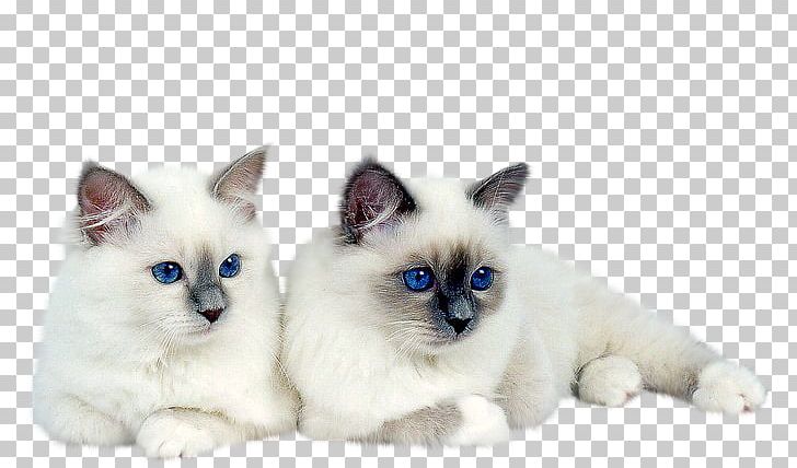 Kitten Siamese Cat PNG, Clipart, Animal, Animals, Animation, Balinese, Birman Free PNG Download