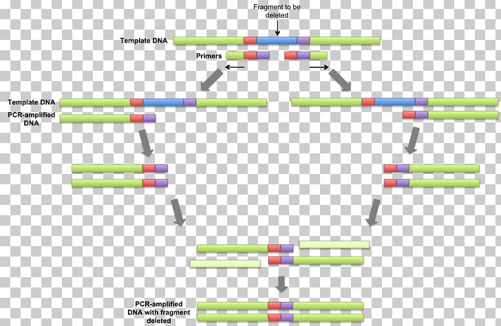 Overlap Extension Polymerase Chain Reaction Primer DNA Polymerase PNG, Clipart, Amplifikacija, Angle, Area, Diagram, Dna Free PNG Download