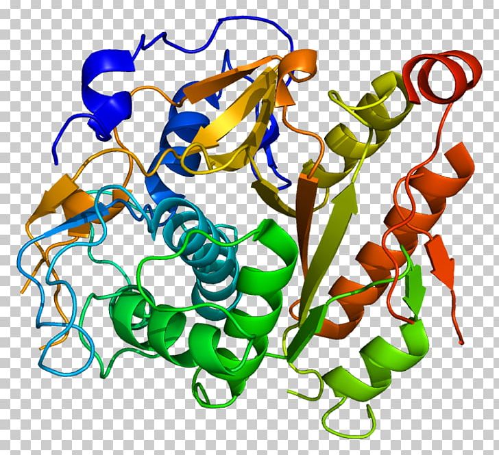 ATG4B Protein Biochemistry Enzyme Gene PNG, Clipart, Animal Figure, Area, Artwork, Biochemistry, Cysteine Free PNG Download