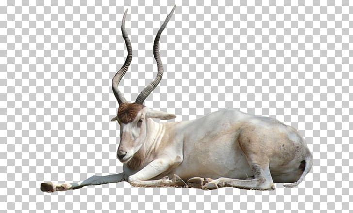 Springbok Antelope Oryx Horn Gazelle PNG, Clipart, Addax, Animal, Animals, Antelope, Antler Free PNG Download