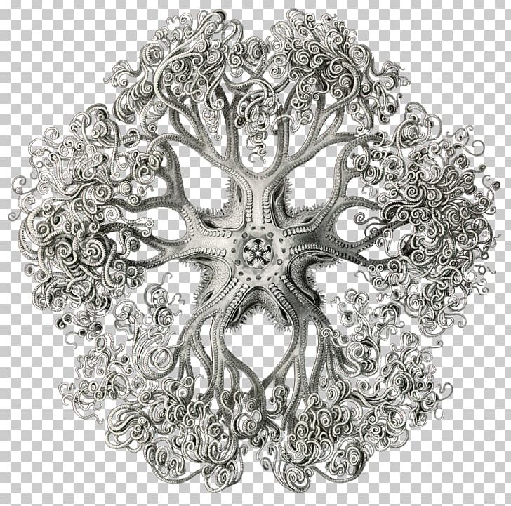 Art Forms In Nature Drawing Artist PNG, Clipart, Art, Art Forms In Nature, Artist, Biologist, Biology Free PNG Download