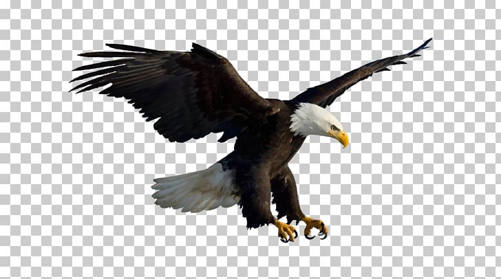 Bird Bald Eagle White-tailed Eagle PNG, Clipart, Accipitriformes, Animal, Animals, Bald Eagle, Beak Free PNG Download