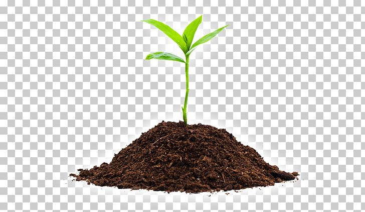 Seedling Soil Sprouting Plants PNG, Clipart, Agriculture, Bud, Common Sunflower, Compost, Dormancy Free PNG Download