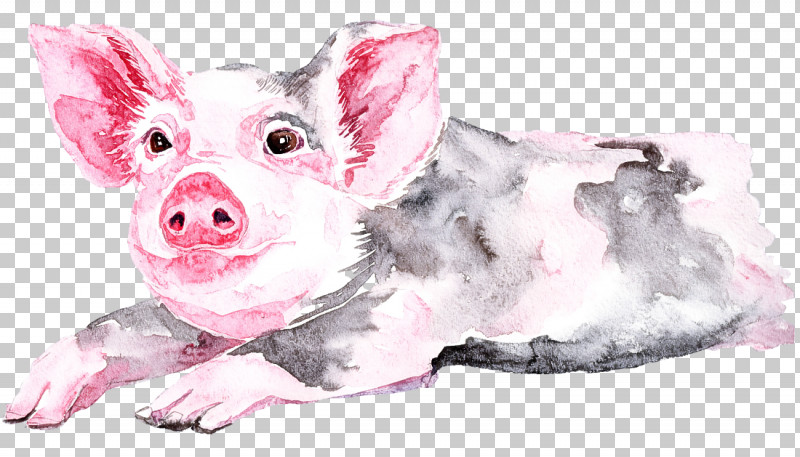 Suidae Pink Snout Drawing Puppy PNG, Clipart, Drawing, Livestock, Pink, Puppy, Snout Free PNG Download