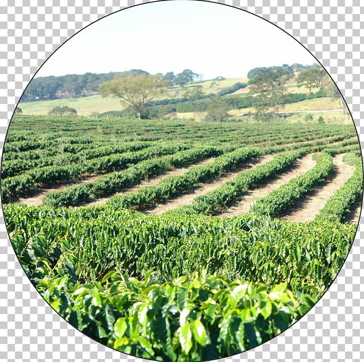 Coffee Bean Plantation Cafe Barbera Burr Mill PNG, Clipart, Agriculture, Burr Mill, Coffee, Coffee Bean, Coffee Plant Free PNG Download