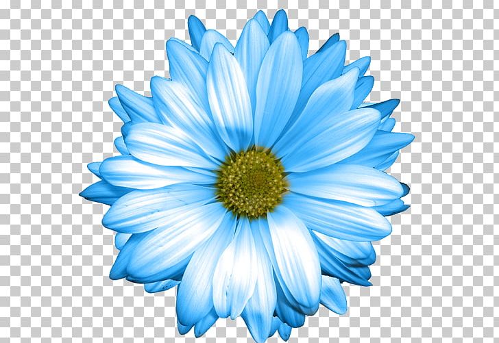 Common Daisy Oxeye Daisy Blue Marguerite Daisy Daisy Family PNG, Clipart, Annual Plant, Aster, Blue, Chamaemelum Nobile, Chamomile Free PNG Download