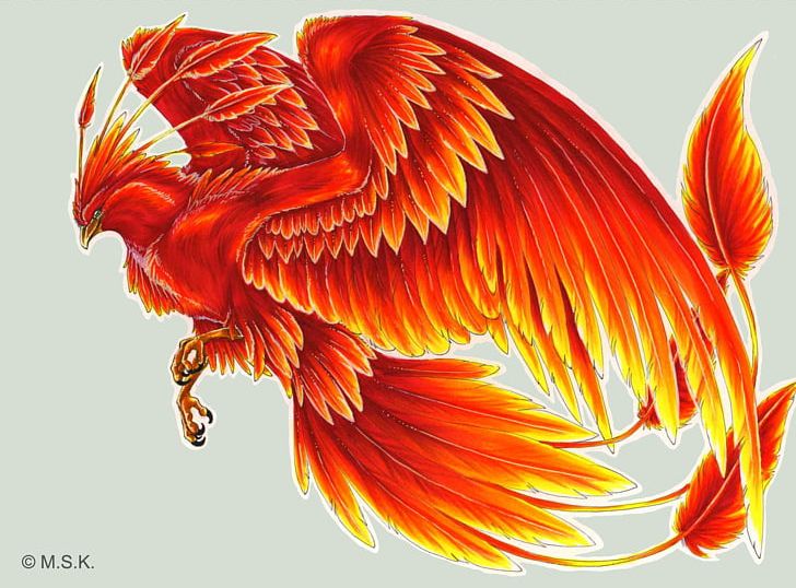 Harry Potter Phoenix Fawkes Bird Tattoo PNG, Clipart, Art, Beak, Bird, Chicken, Drawing Free PNG Download