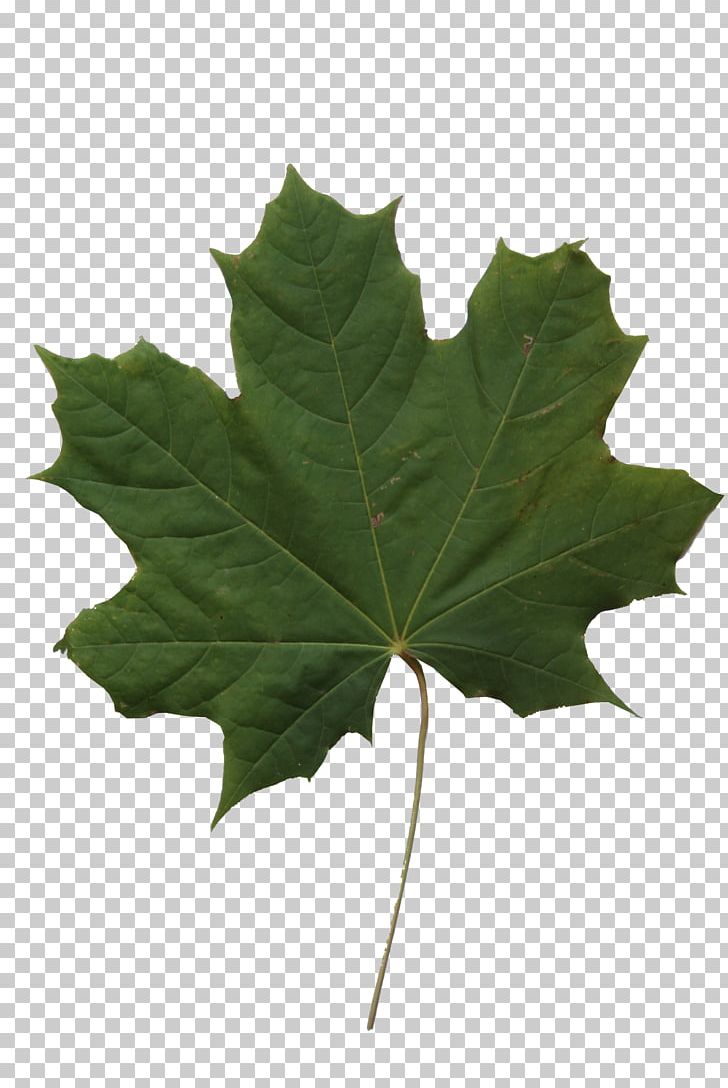 Texture Mapping Maple Leaf PNG, Clipart, 3d Computer Graphics, Alpha Channel, Color, Computer Software, Green Free PNG Download