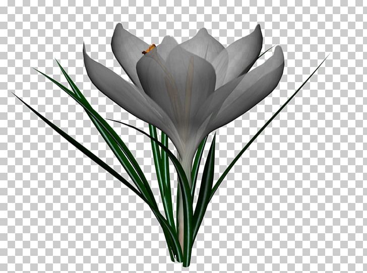 Tulip Flower PNG, Clipart, Black And White, Deviantart, Download, Flower, Flowering Plant Free PNG Download