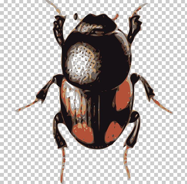 Beetle Computer Icons PNG, Clipart, Animals, Arthropod, Beetle, Beetle Insect, Computer Icons Free PNG Download