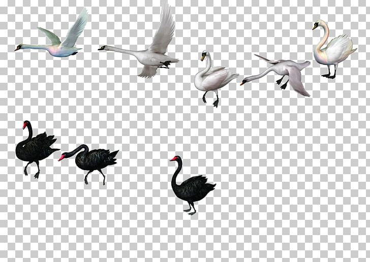 Duck Mute Swan Black Swan Goose PNG, Clipart, Animals, Beak, Bird, Black, Black Swan Free PNG Download