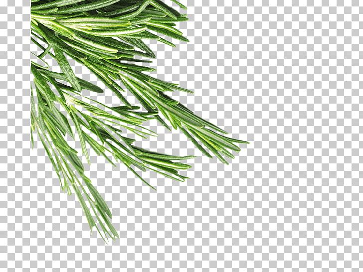 Herb Grasses Pine Plant Stem Family PNG, Clipart, Branch, Family, Grass, Grasses, Grass Family Free PNG Download