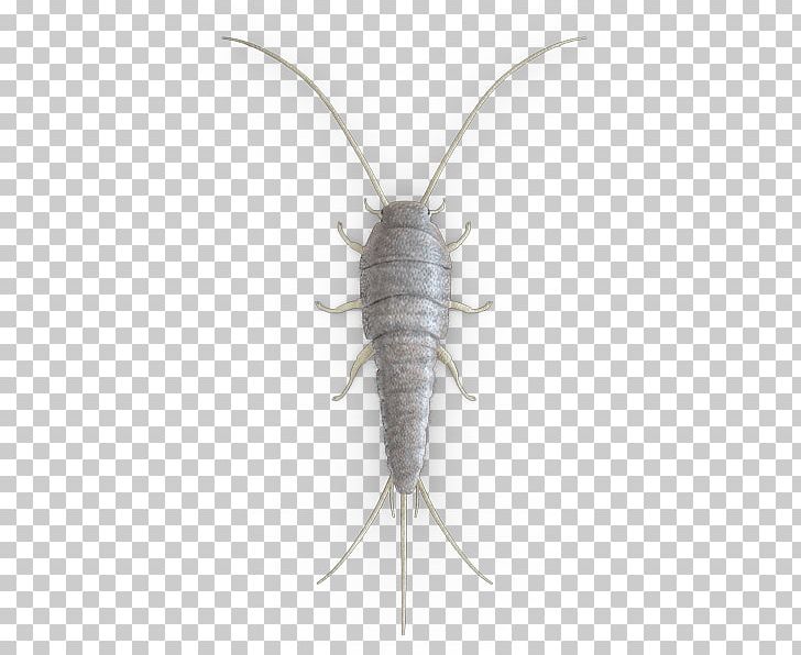 Silverfish Cockroach Insect Pest Control Firebrat PNG, Clipart, Animal, Ant, Centipedes, Cockroach, Fogger Free PNG Download