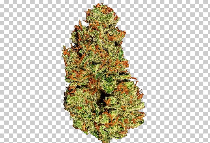 Cannabis Hemp PNG, Clipart, Buds, Cannabis, Hemp, Hemp Family, Nature Free PNG Download